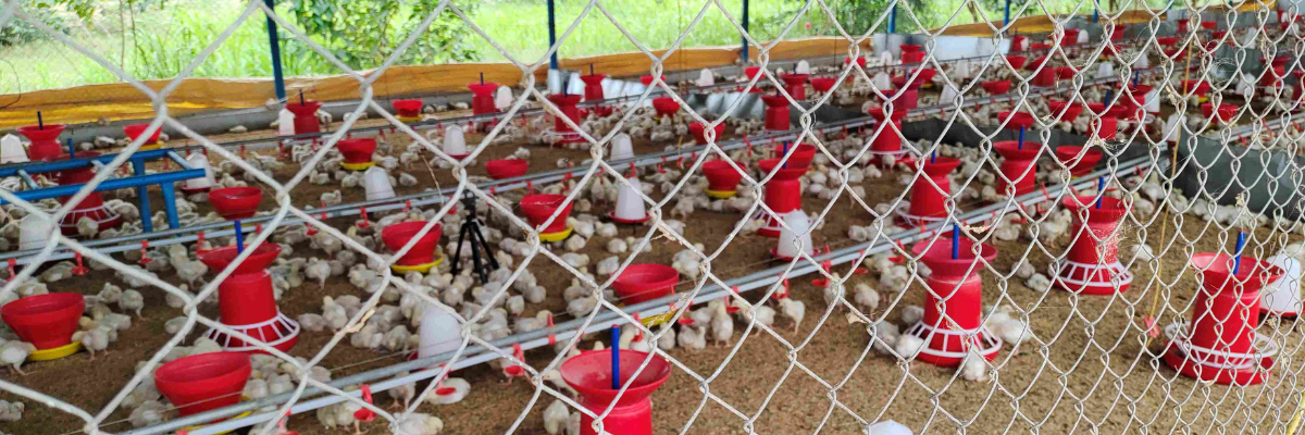 Chain Link Fencing Mesh Hero